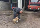İtfaiye ekipleri yavru köpeği sahiplendi