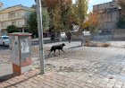 Sokak Köpekleri, Çocuklar ve Göz Yaşları