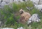 Gölbaşı ilçesinde nesli tükenmekte olan sırtlan görüldü