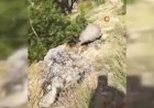 Dünyanın en korkusuz hayvanı bal porsuğunu tek darbeyle bayılttı