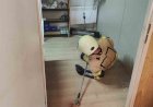 İş yerine giren yılan paniğe neden oldu