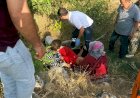 Ceviz ağacından düşen kişi yaralandı