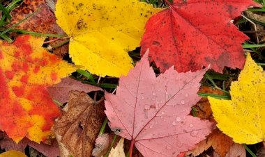 Yaprak Dökümleri Hüzün Verir Bana