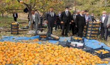 Gölbaşı'nda hurma hasadı başladı