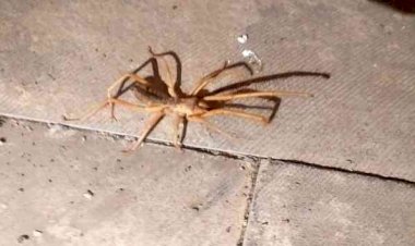 Gölbaşı'nda sarıkız örümceği korkusu