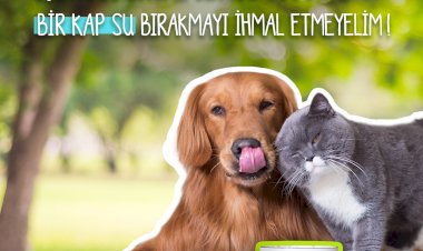 Sıcaklarda sokak hayvanlarını unutmayın, bir kap su koyun