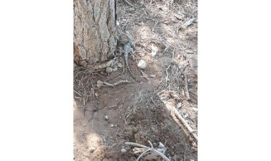 Kahramanmaraş'ta çöl varanı görüldü