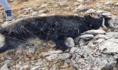 Kurtlar sürüye saldırdı