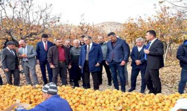 Cennet Hurması' hasadı başladı