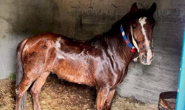 Kayıp AT Aranıyor Ödül 5 bin lira