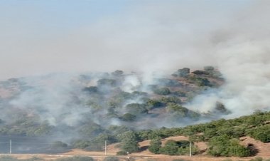 Anız yakmak isterken ormanı yaktı