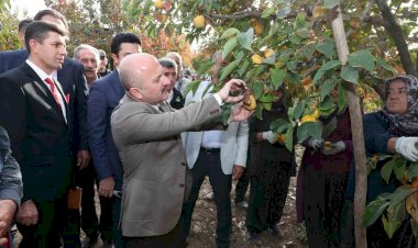 Gölbaşı ilçesinde hurma hasadı başladı