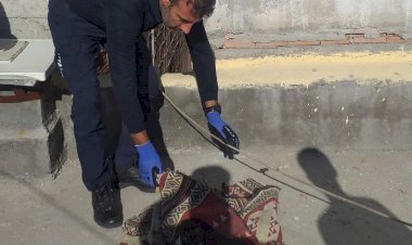 Beli kırılan kedi tedavi altına alındı