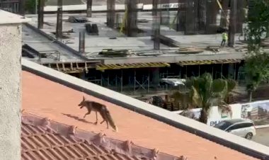 Çatıya çıkan tilki ekipleri harekete geçirdi