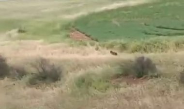 Adıyaman’da ayı görüldü