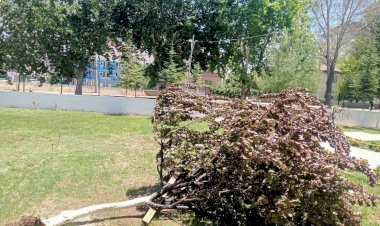 Gölbaşı’nda ağaç kökünden söküldü