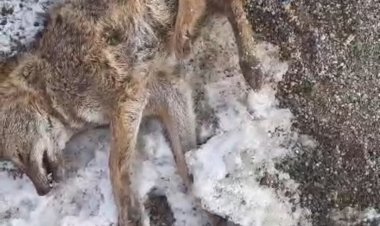 Aracın çarptığı kurt telef oldu