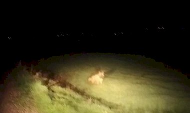 Adıyaman’da çizgili sırtlan görüldü