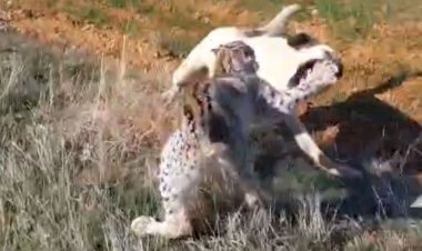 Malatya’da vaşak-köpek kavgası kamerada