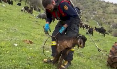 Kuyuya düşen keçiyi itfaiye kurtardı