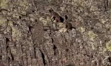 Malatya’da ayı ve yavrusu görüntülendi