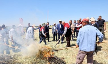 Asırlık lezzet firik bulgurunun hasadı başladı