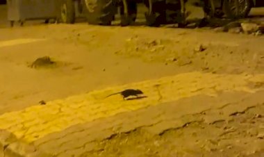 Lağım fareleri korkutuyor