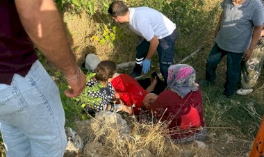 Ceviz ağacından düşen kişi yaralandı