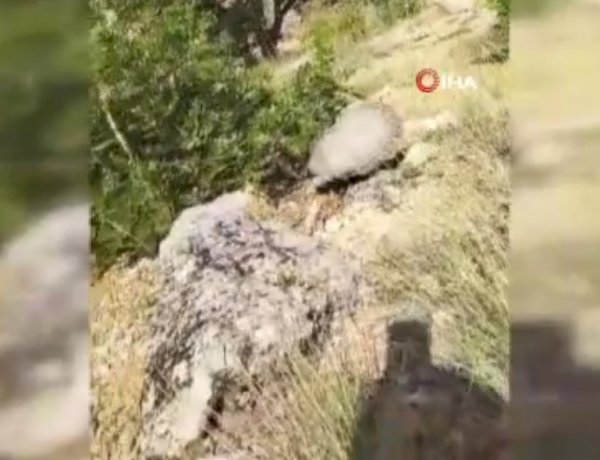 Dünyanın en korkusuz hayvanı bal porsuğunu tek darbeyle bayılttı