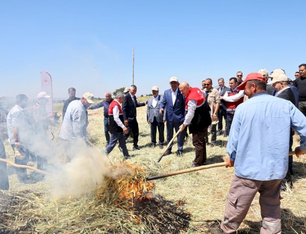 Asırlık lezzet firik bulgurunun hasadı başladı