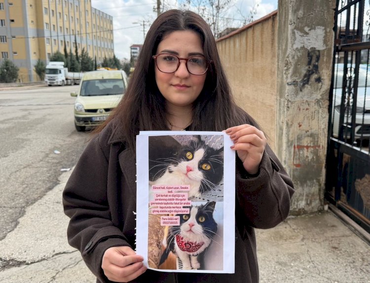 Kedilerini bulana çeyrek altın verecekler