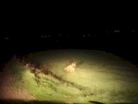 Adıyaman’da çizgili sırtlan görüldü