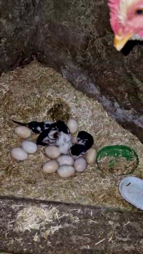 Tavuk ile kedi arasında