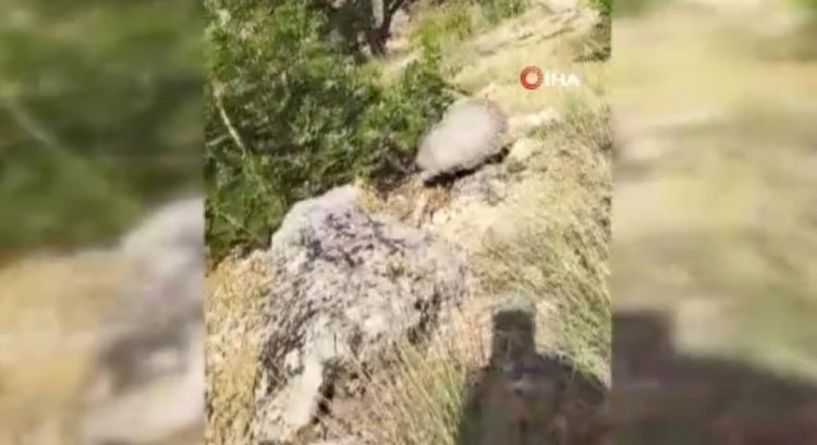 Dünyanın en korkusuz hayvanı bal porsuğunu tek darbeyle bayılttı