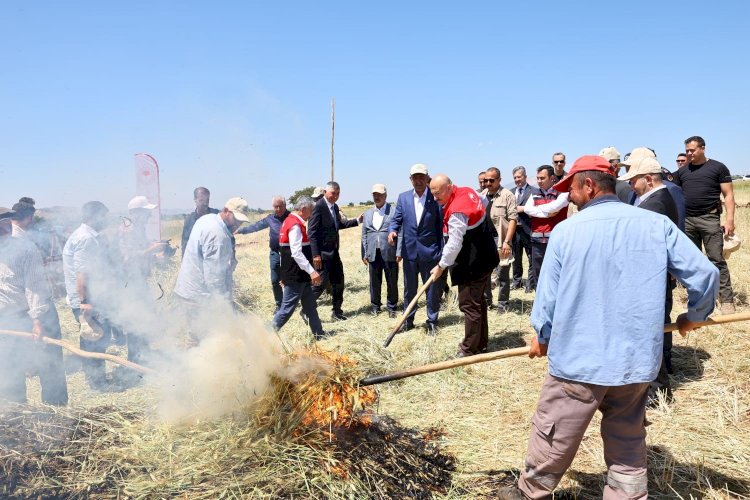 Asırlık lezzet firik bulgurunun hasadı başladı